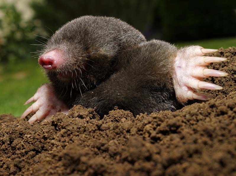 Mole Removal